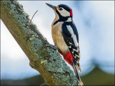 Quel est le sexe de ce pic épeiche ?