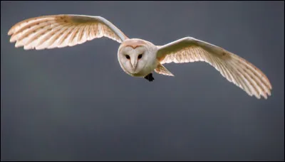 Quelle est cette chouette ?