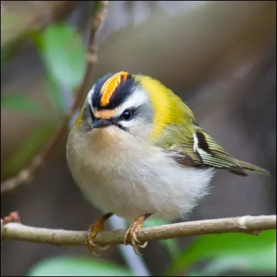 Quel est cet oiseau ?