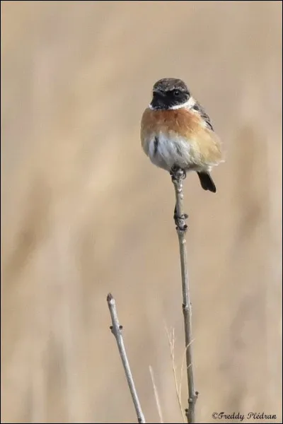 Quel est ce tarier ?