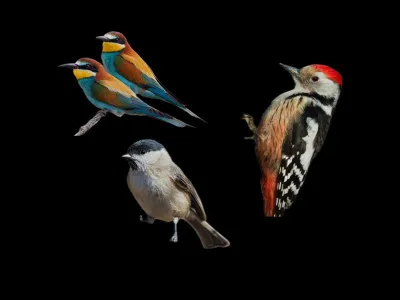Lequel de ces trois oiseaux nexiste pas dans le nord de la France ?