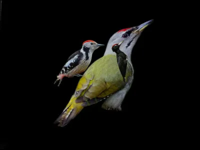 Quel pic est le plus rare du nord de la France ?