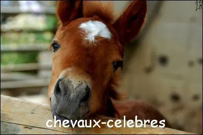 A quoi pense-t-il ? A vous de bien deviner en fonction de ce quizz...