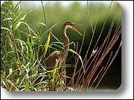 Quel est cet oiseau ?