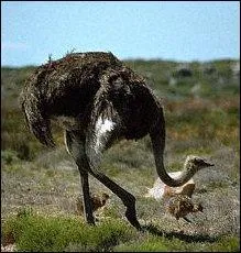 Quest-ce que c'est ?