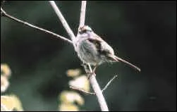 Quest-ce que c'est ?