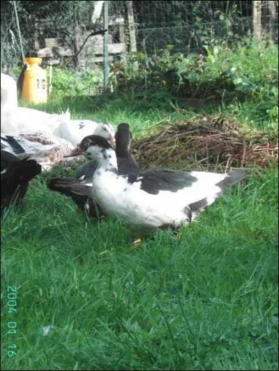 Quest-ce que c'est ?