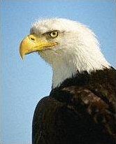 Quiz Oiseaux