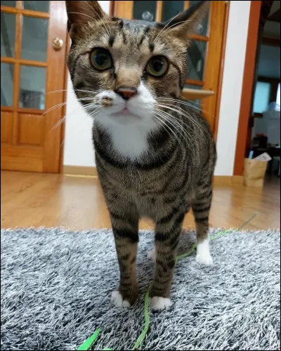 Lors du live de leur 4ème anniversaire, quel membre a pu rencontrer de nombreux problèmes à se connecter et à communiquer avec les autres membres ?