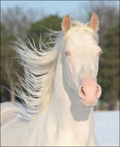 Quelle est la plus belle robe de cheval pour toi ?