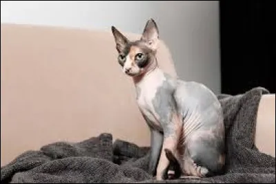 Quel est le nom de cette race de chat ayant la particularité de ne posséder ni poils, ni moustaches, ni cils ?