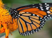 Quiz Les insectes