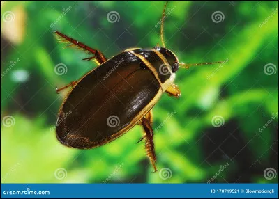 Sais-tu de quel insecte il s'agit ?