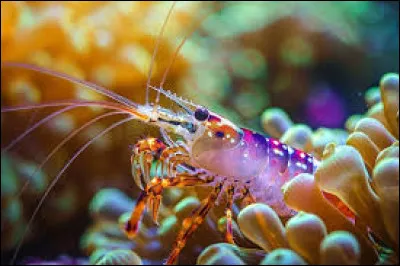 Quelle crevette est capable de créer une onde de choc grâce à sa pince, afin d'étourdir les autres animaux ?