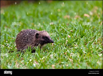 Amélie Nothomb a écrit "L'Élégance du hérisson".
