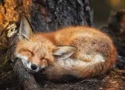 Test Pour savoir quel animal frique tu es !