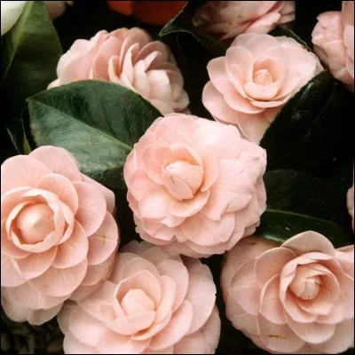 De quel sport le Camellia Bowl est-il un match annuel ?