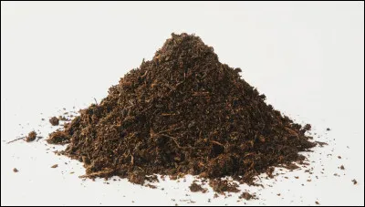 Le poisson Steve peut nager sur la terre.