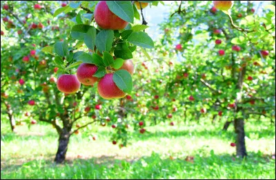 Juger un arbre à ... en définit la valeur.