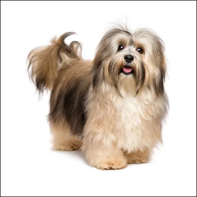 Les poils du bichon havanais peuvent atteindre 27 cm de long.