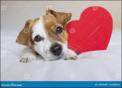 Les chiens détestent aller jouer dehors.