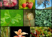 Quiz QCM : Les Embryophytes partie 6 - Diversit du vivant