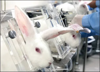 Quelle torture est infligée aux lapins dans le test de Draize ?