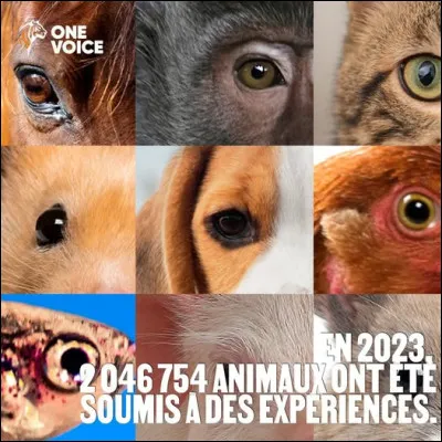 Quels sont les animaux les plus utilisés dans les laboratoires, à l'échelle mondiale ?