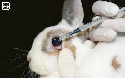 En quoi les tests de toxicité sur les animaux posent-ils un problème éthique majeur ?