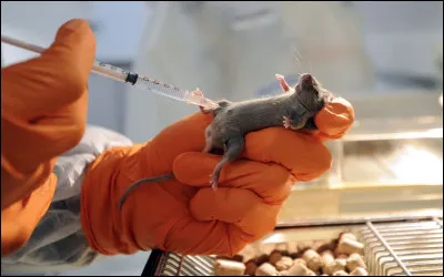 Quelle est l'alternative la plus prometteuse, actuellement, à l'expérimentation animale ?