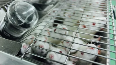 En Europe, quel est le statut juridique des animaux utilisés en laboratoire ?