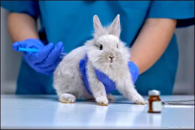 En France, qui peut autoriser une expérimentation animale ?