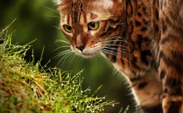 Quiz Gardiens des cites perdues