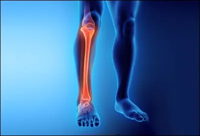 Le tibia est l'os le plus long et plus solide du corps humain.