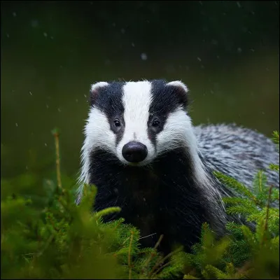 Imagine : 
Tu es à la pouponnière, avec ta mère, quand soudain, un blaireau enragé surgit devant vous.
Que fais-tu ?