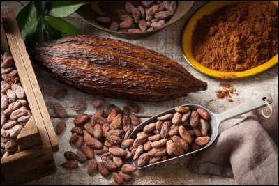 Quel fruit contient les fèves de cacao ?