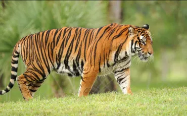 Quiz Animaux