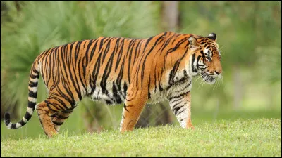 Quel animal ne sait pas nager ?