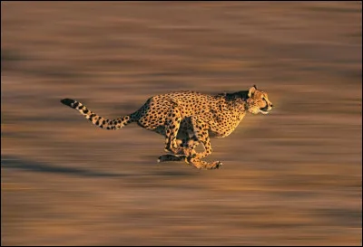 Quel animal est le plus rapide ?