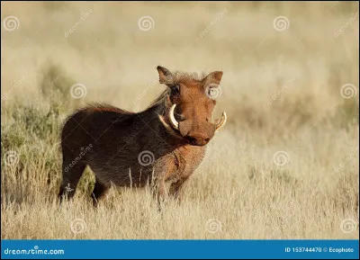 Quel animal est le plus grand chasseur ?