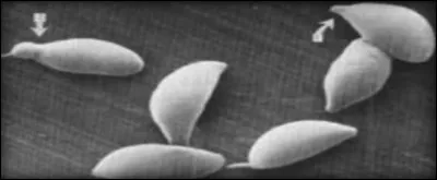 Qu'est-ce que cette photo ?