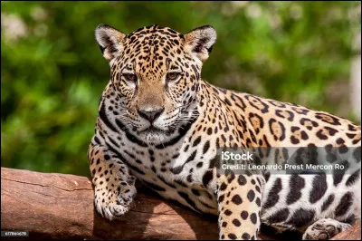 Lui ne craint personne, à part l'être humain, comme d'habitude hélas, il est le maître incontesté des jungles d'Amérique latine, de tous les félins il est celui qui possède la morsure la plus puissante, je suis sûr que vous le connaissez !