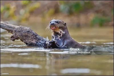 Elle c'est la reine incontestée des rivières et fleuves d'Amérique du Sud et Centrale, même le caïman s'en méfie, à juste raison !