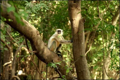 Identifiez cet ursid&eacute; !