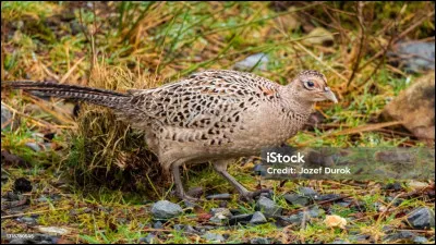 A l'origine, cet oiseau vient d'Asie, à présent il est commun dans toute l'Europe !