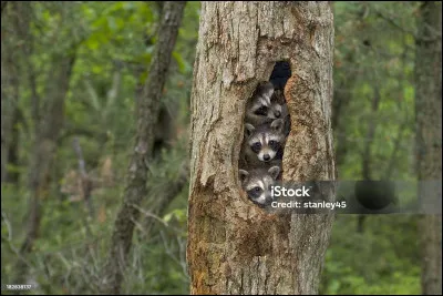 Identifiez ces animaux !