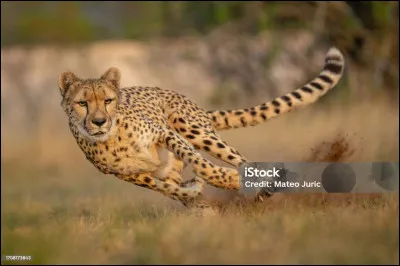 Lui est loin d'être le félin le plus costaud, par contre, au niveau vitesse, il est imbattable, on le trouve en Afrique et en Asie !