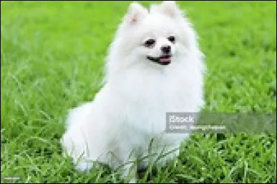 Marion Franay Tr&eacute;guier est une veuve d'une quarantaine d'ann&eacute;es qui travaille quotidiennement dans un cabinet d'assurance &agrave; Paris. Dans ses enqu&ecirc;tes, elle est toujours accompagn&eacute;e de sa fid&egrave;le compagne Bibiche, et parfois son neveu Chris l'aide &agrave; d&eacute;masquer les fourberies de ses clients. Qui est Bibiche ?