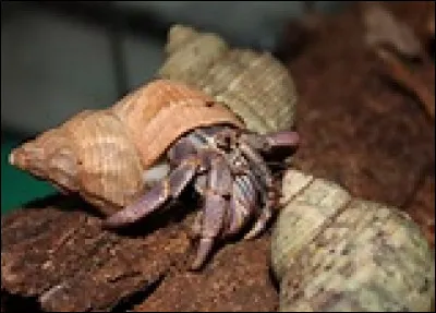 Rose et Val : Mis &agrave; part leur &acirc;ge, tout les oppose. Valbonne (dit Val) est un battant, une &laquo; t&ecirc;te de lard &raquo; qui cache son c&ocirc;t&eacute; romantique ; Rosier (dit Rose) est un pragmatique p&egrave;re de famille, un sage qui aimerait parfois l'&ecirc;tre moins...Qui sont cach&eacute;s derri&egrave;re ces noms ?