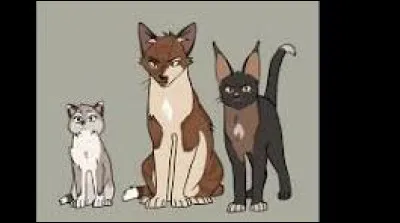 Si trois chats te disaient qu'ils t'aiment, lequel choisirais-tu ?